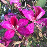 10 PURPLE ORCHID TREE Bauhinia Purpurea Camel's Foot Butterfly Flower Tree Hummingbird Seeds