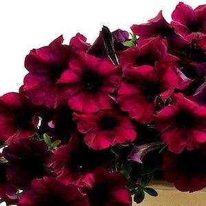 BURGUNDY-VELOUR WAVE Petunia Trailing Cascading Hanging Pots Planters 20 Seeds