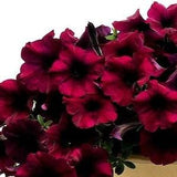 BURGUNDY-VELOUR WAVE Petunia Trailing Cascading Hanging Pots Planters 20 Seeds