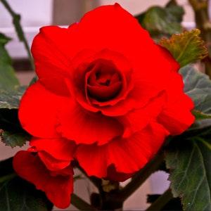 BEGONIA NON-STOP Red Tuberhybrida 10 Seeds