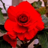 BEGONIA NON-STOP Red Tuberhybrida 10 Seeds