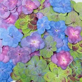 12PCS Real Press Dried Flowers Art Craft Resin Pendant Jewelry Making Supplies