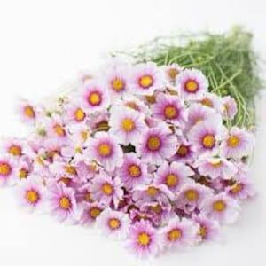 Daydream COSMOS SEEDS cut flower bouquet florist wedding bouquet from Dizzy Bees Urban Urban Garden