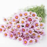 Daydream COSMOS SEEDS cut flower bouquet florist wedding bouquet from Dizzy Bees Urban Urban Garden