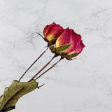 Small Pink Dried Rose Flower Stems