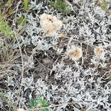 Field Pussytoes Seeds Canada, Prairie Wild Flower, Everlasting Native Perennial, Antennaria Neglecta, Hardy Groundcover Plant Seeds