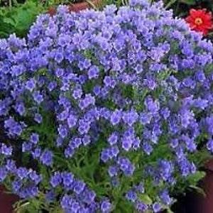 50 Blue Viper's Bugloss Flower Seeds- Echium Plantagineum- Blue Bedder- Bright and Beautiful  Biennial Flower! Rich in Nectar/ FL790