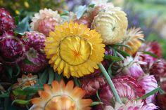 Wie aus Strohblumen ein Trockenblumenstrau? zum Aufh?ngen wird Flower Delivery