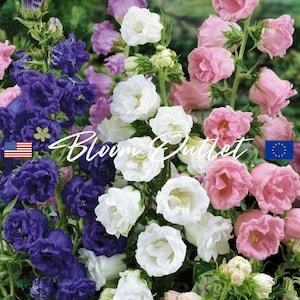 25/300 Canterbury Bells 'Double Mix'*Double White Pink Blue Cup and Saucer Flower Seeds*Campanula medium*Marienglockenblume*FLAT RATE SHIP
