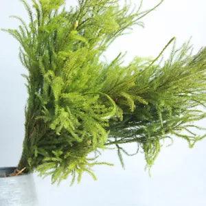 1 Bunch Dried Flowers Lycopodium Natural Plant Home Wedding Party Floral Decor