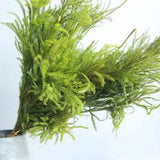 1 Bunch Dried Flowers Lycopodium Natural Plant Home Wedding Party Floral Decor