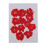 12 Pieces Dried Pressed Flowers Larkspur for, Jewelry Making