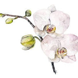 Orchid Painting - Print from Original Watercolor Painting, 