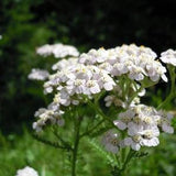 Common Yarrow Seeds Canada, Perennial White Yarrow, Fragrant Prairie Wild Flower, Achillea Millefolium Wildflower, Native Plant Seeds