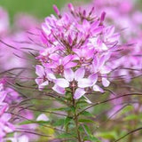 Cleome Seeds, Spider Flower Seeds