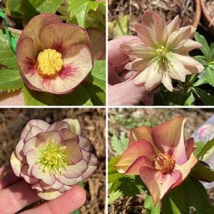 Fresh 2023 seed Lenten Rose, helleborus x hybridus, hand-crossed apricot single flowers w dark eye, winter-blooming, gorgeous possibilities!