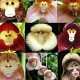 50pcs Monkey Face Orchid Flower Seeds Plant Bonsai Home Garden.(#2144)