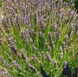 Dried Provence  Lavender flower Buds And Stalks