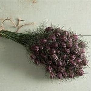 Love-in-a-Mist 'Cramer's Plum' Nigella Seed SEEDS Nigella papillosa white cut flower bouquet florist wedding bouquet Dizzy Bees Urban Garden