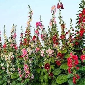 Prairie Mix - ORGANIC HOLLYHOCK SEEDS Heirloom Fresh seeds   New
