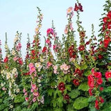 Prairie Mix - ORGANIC HOLLYHOCK SEEDS Heirloom Fresh seeds   New
