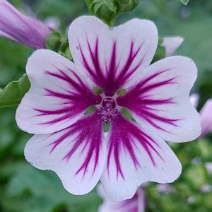 Mallow Flower Seeds - A relative of Hollyhock and easy to grow. A great pollinator attractor with lots of beautiful flowers.