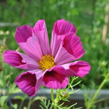 Cosmos Seeds (10) - Seashell Cosmos