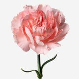 Carnation Dianthus Flower Delivery
