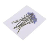 10 Real Pressed Flower Embellishment for Scrapbooking Craft Phone Case Decor