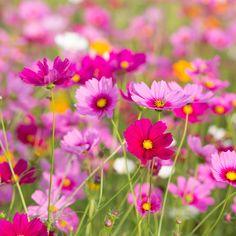 How to Design a Cut Flower Garden Flower Delivery