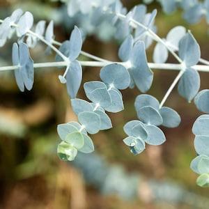 Baby Blue Eucalyptus Seeds, Eucalyptus Seeds, 10+ Seeds