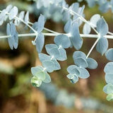 Baby Blue Eucalyptus Seeds, Eucalyptus Seeds, 10+ Seeds