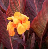Canna Lily Phasion Multicolor Variegated Orange Flower Rhizome Starter Plant