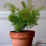 Asparagus Fern Seeds - Emerald Feather Fern l Cat??s Tail Fern l Asparagus Sprengeri l A. Densiflorus - New on All Seeds