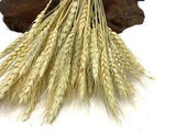 50 Pieces - 10-12" Natural Ivory Preserved Dried Botanical Wheat Grass Wedding
