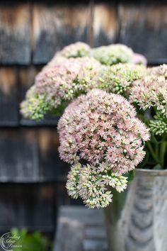 Five Fun Fall Arrangements - Finding Silver Pennies Flower Delivery
