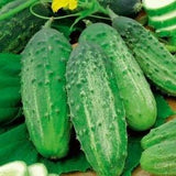 Cucumber F1 Julian 5g - 120 Seeds - Cucumis Sativus