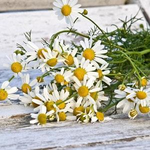 CHAMOMILE FLOWER SEEDS - Aromatic Herb Flowers make Tea / Perfume / Potpourri and Essential Chamomile Oil or use as a Chamomile Lawn - Seed