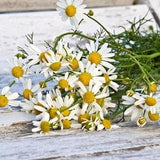 CHAMOMILE FLOWER SEEDS - Aromatic Herb Flowers make Tea / Perfume / Potpourri and Essential Chamomile Oil or use as a Chamomile Lawn - Seed
