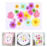 20 Pcs Colorful Daisies Leaves Multiple Pressed Flower Flat Dried Flower