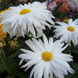 DOUBLE CRAZY DAISY White Chrysanthemum Leucanthemum Superbum Perennial 10 Seeds