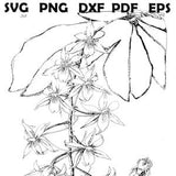5 Coloring Sheets, Different Orchid Flowers, part of the Orchid Plant Series,  for Adults and Teens - based upon old drawings, KDP