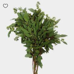 Where to Buy Greenery in Bulk for Weddings (New!) | Emmaline Bride Flower Delivery