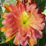 1 unrooted cutting/ leaf/ stem Super Rare Hot  Kiwi Sweetheart Epiphyllum Orchid Cactus 6-8???