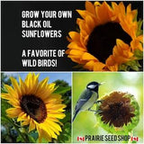Black Oil Sunflower Seeds, Grow Your Own Wild Bird Food, Attracts Birds and Pollinators! Heirloom Tall Mammoth Flower, Canada Grown! + GIFT!