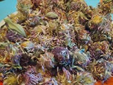 Dried Red Clover Blossoms (Trifolium pratense)
