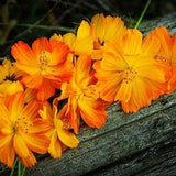 Cosmos Indonesian Kennikura Seeds - Cosmos sulphureus ?C Heirloom - Annual Flower Seeds