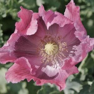 50+ Giganthemum Poppy Seeds / Papaver somniferum /  Flower Seeds / English Garden / Breadseed / Cottage / Rattle Poppy