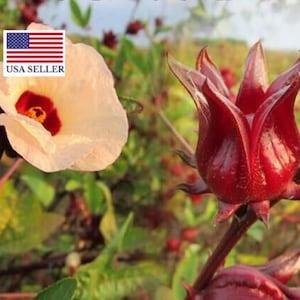 Roselle Hibiscus Seeds - Hibiscus Sabdariffa ** Very Fresh Seeds ** Subshrub Plant 20 Seeds