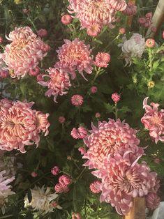 The Best Cut Flower Varieties: Year in Review, Part I ?? Artemis Flower Farm Flower Delivery